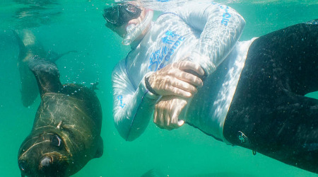 Seal Snorkelling Adventure